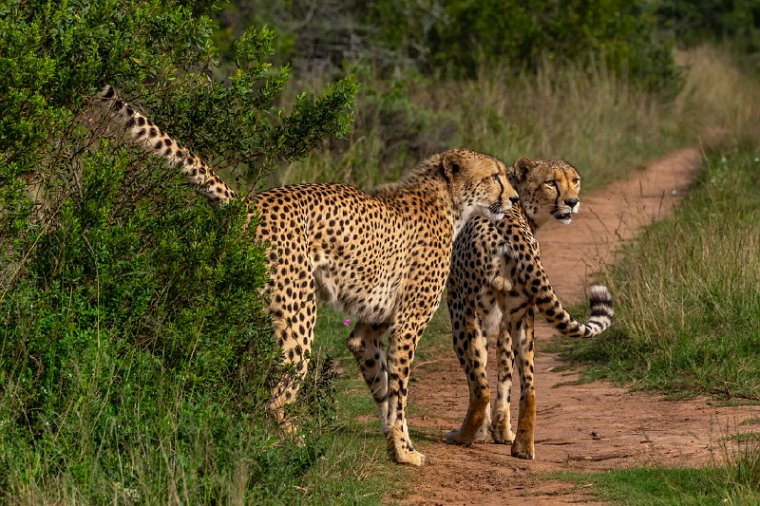 087 Port Elizabeth, Pumba Private Game Reserve, Zuid-Afrika.jpg